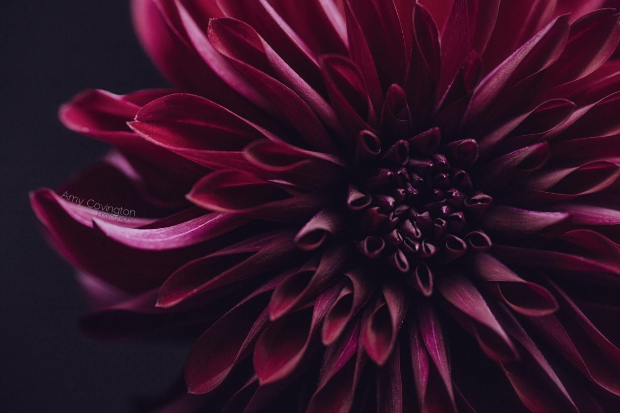 Георгина Dahlia Gallery Bordeaux, Dark Red