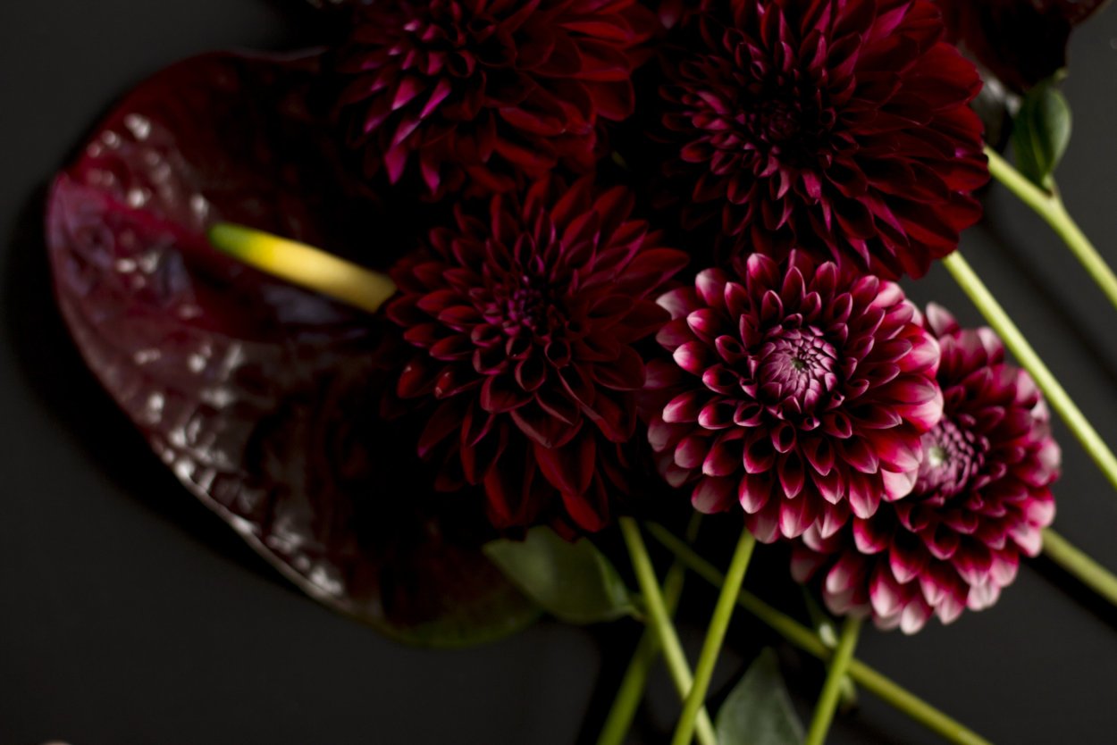 Георгины марсала