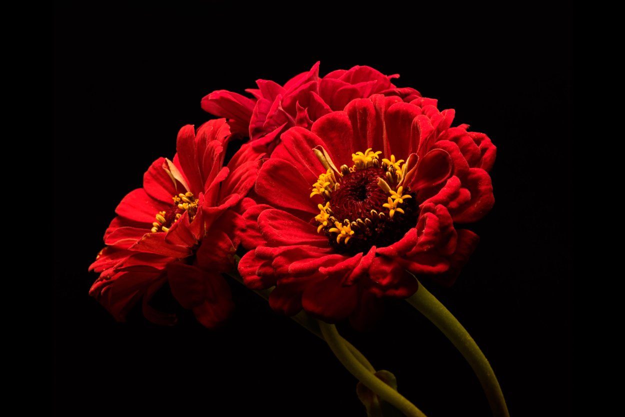 Красно черные цветы