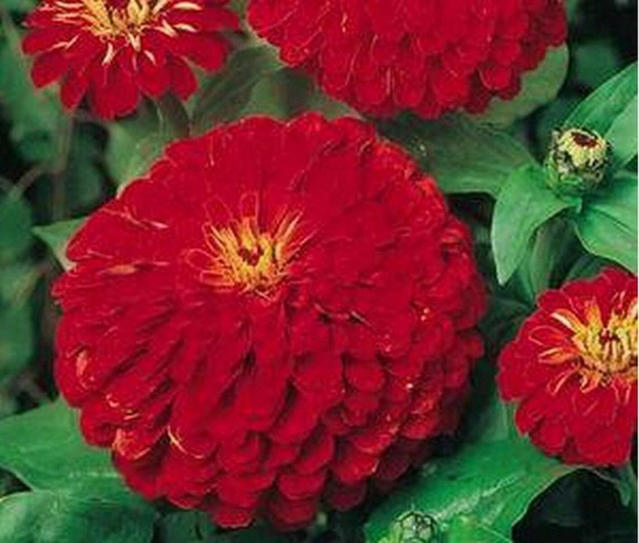 Цинния георгиноцветковая