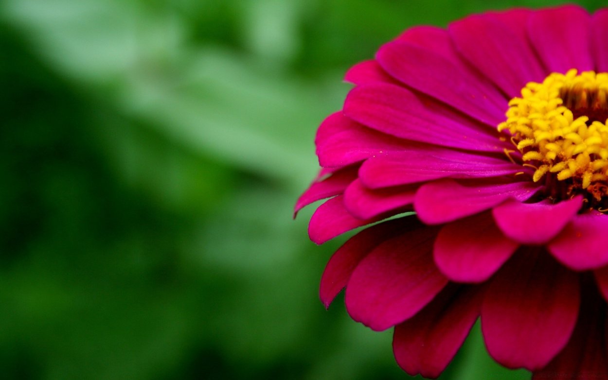 Циния Моника