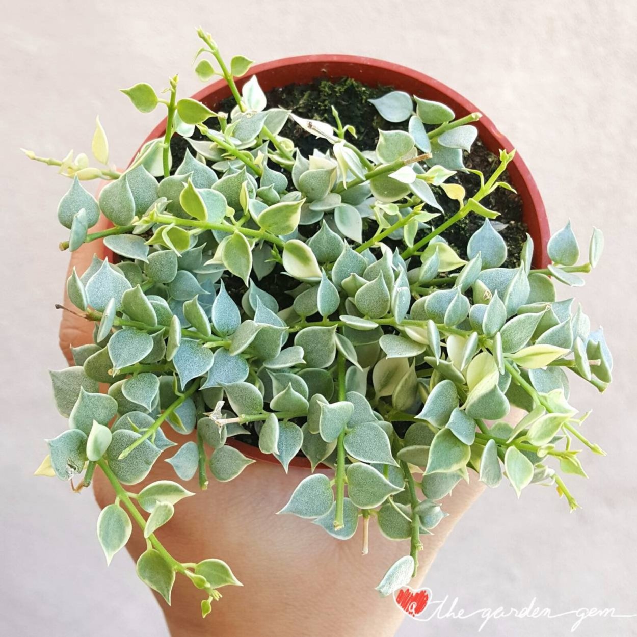 Дисхидия ruscifolia