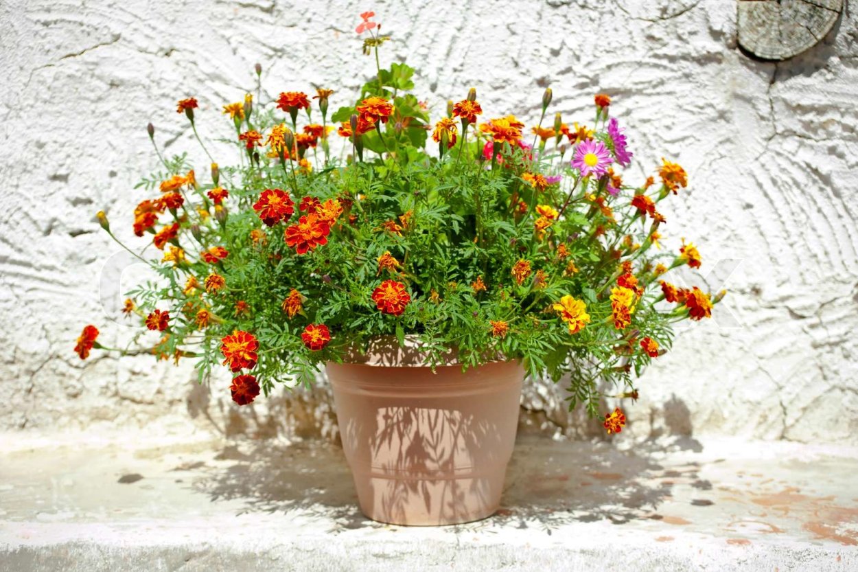 Бархатцы тонколистные в вазонах