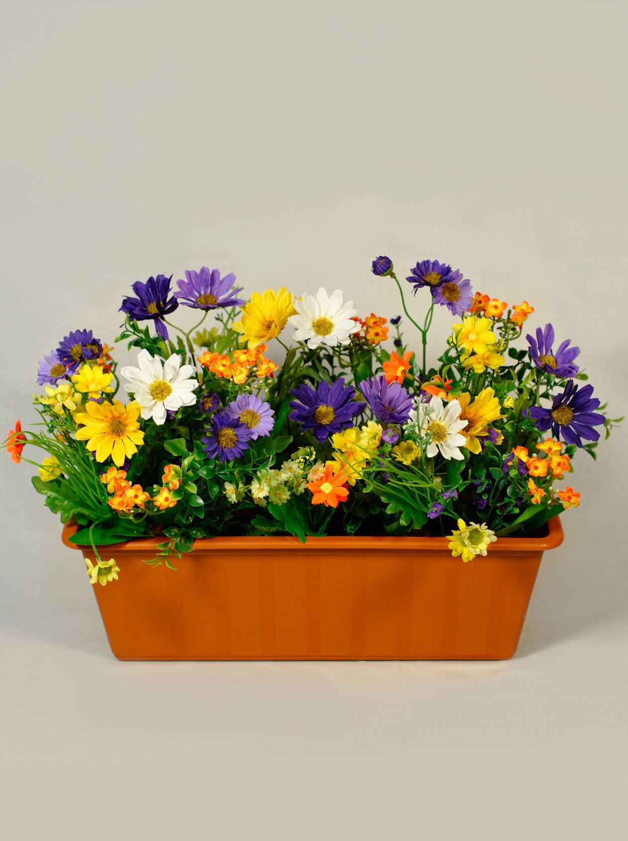 Портулак бархотки клумба