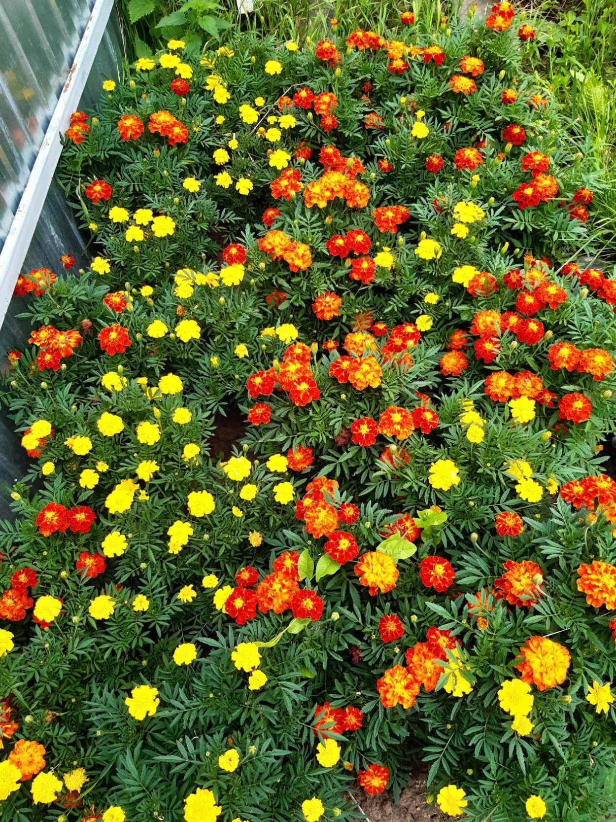 Бархатцы и цинии на клумбе