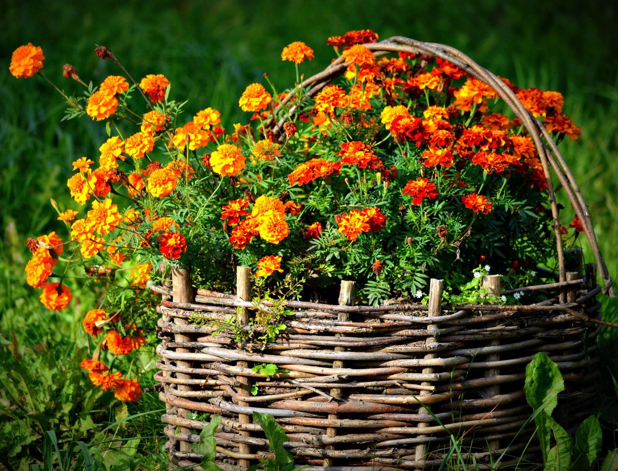 Бархатцы мелкоцветные