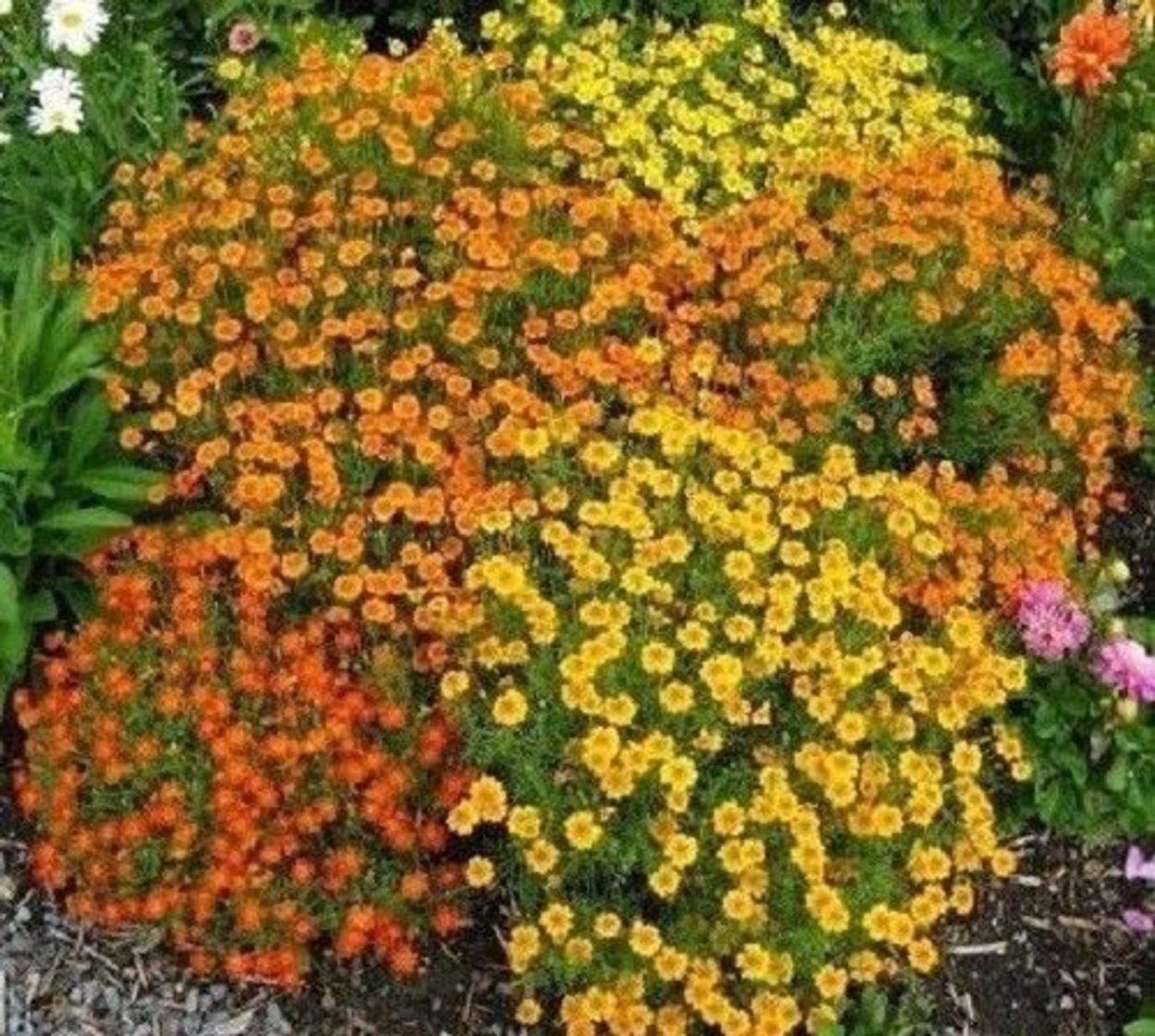 Бархатцы тонколистные Мимимикс