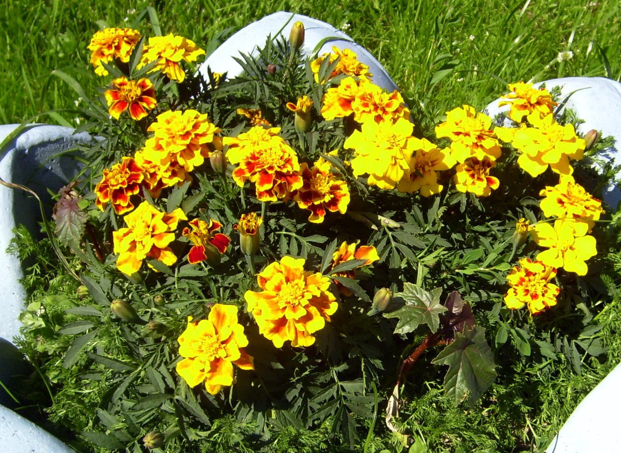 Бархатцы, Сальвия цинии