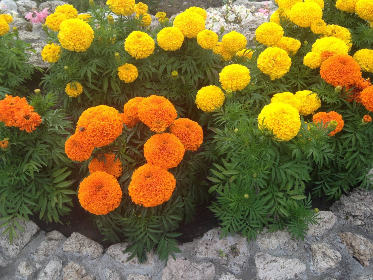 Клумба цинии эшшольция бархатцы