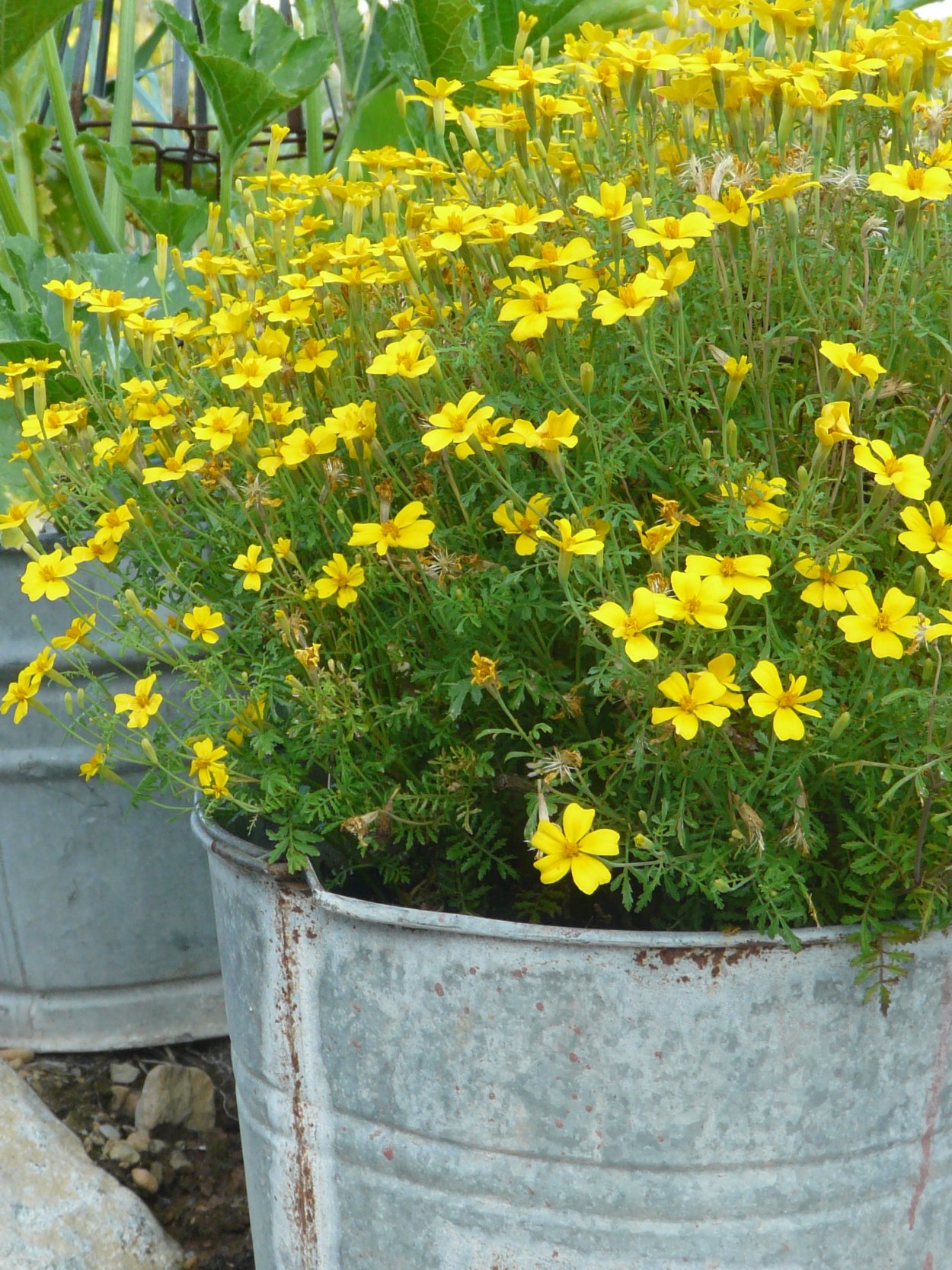 Тагетес тонколистный