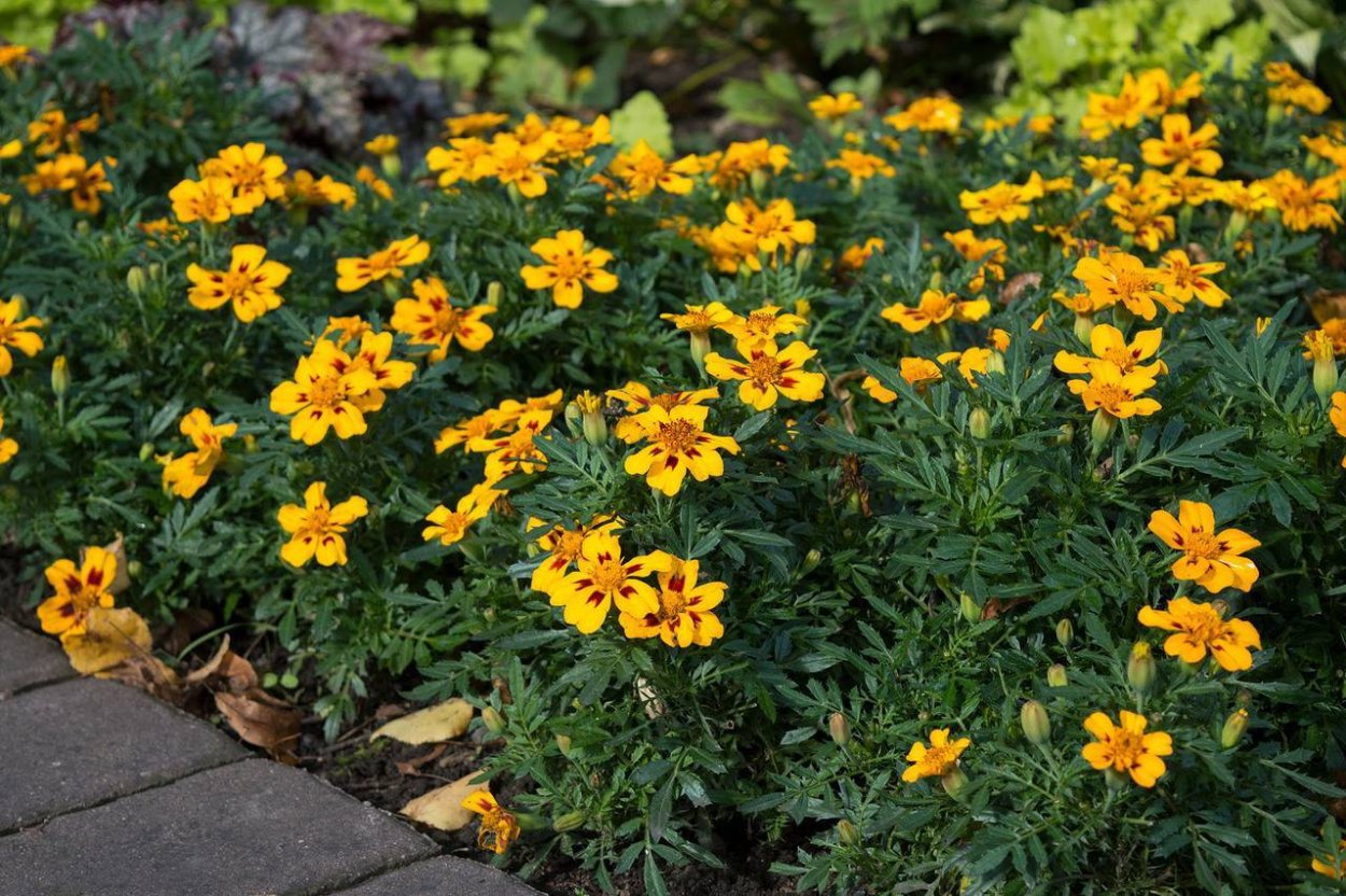 Бархотка портулак