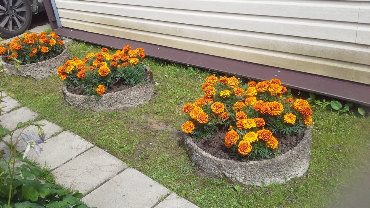 Моноклумба бархатцы