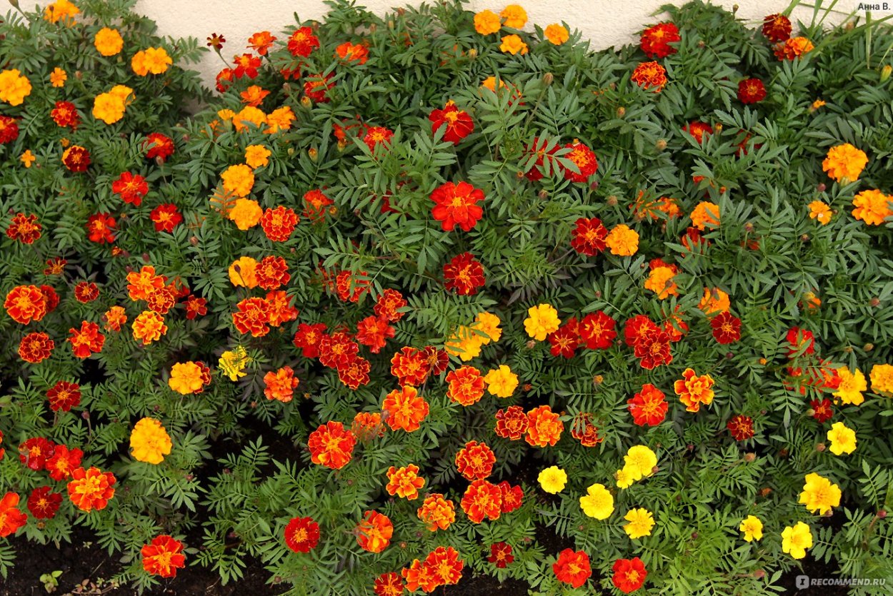 Бархатцы отклоненные Голди