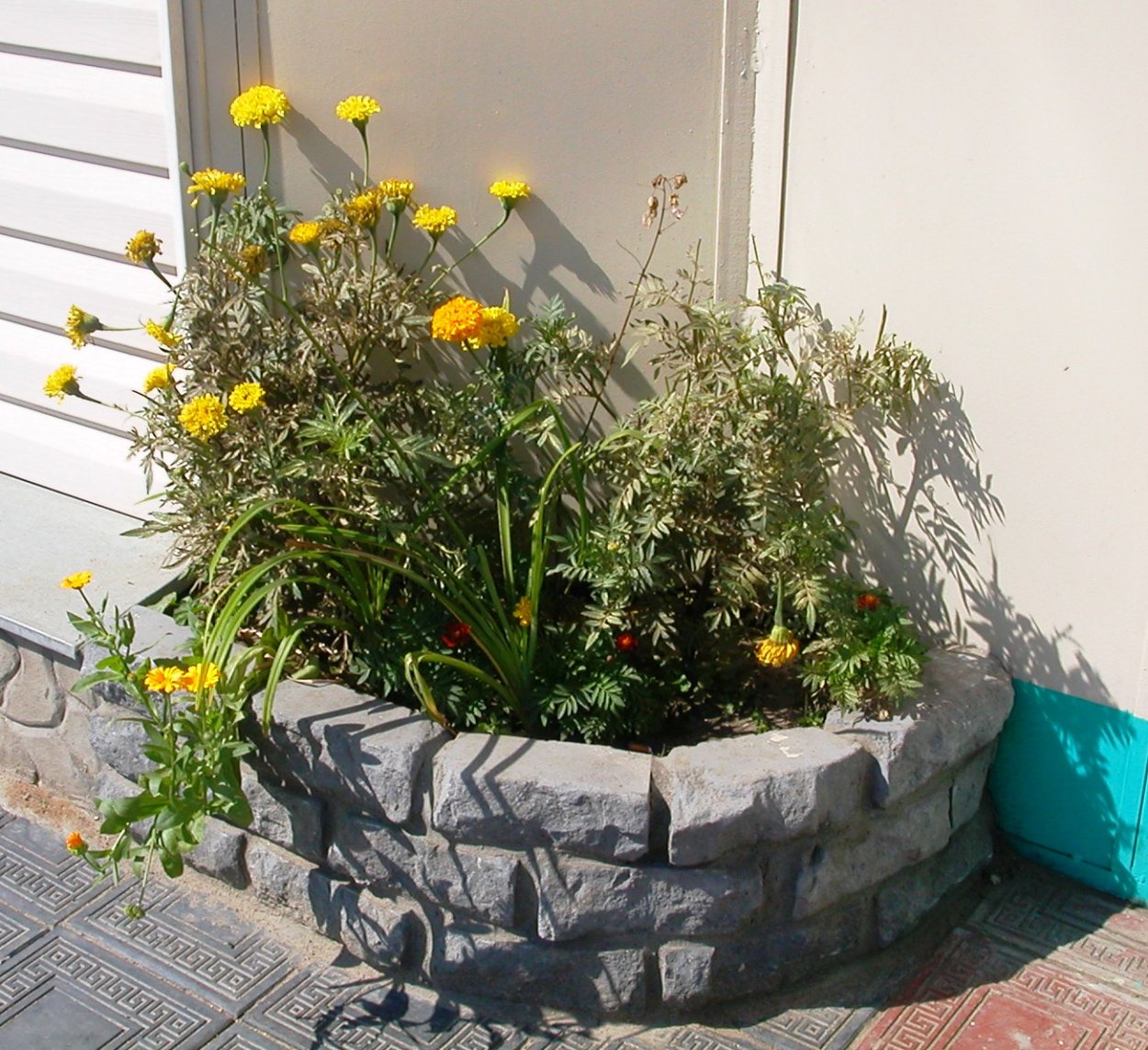 Бархатцы тонколистные Мимимикс