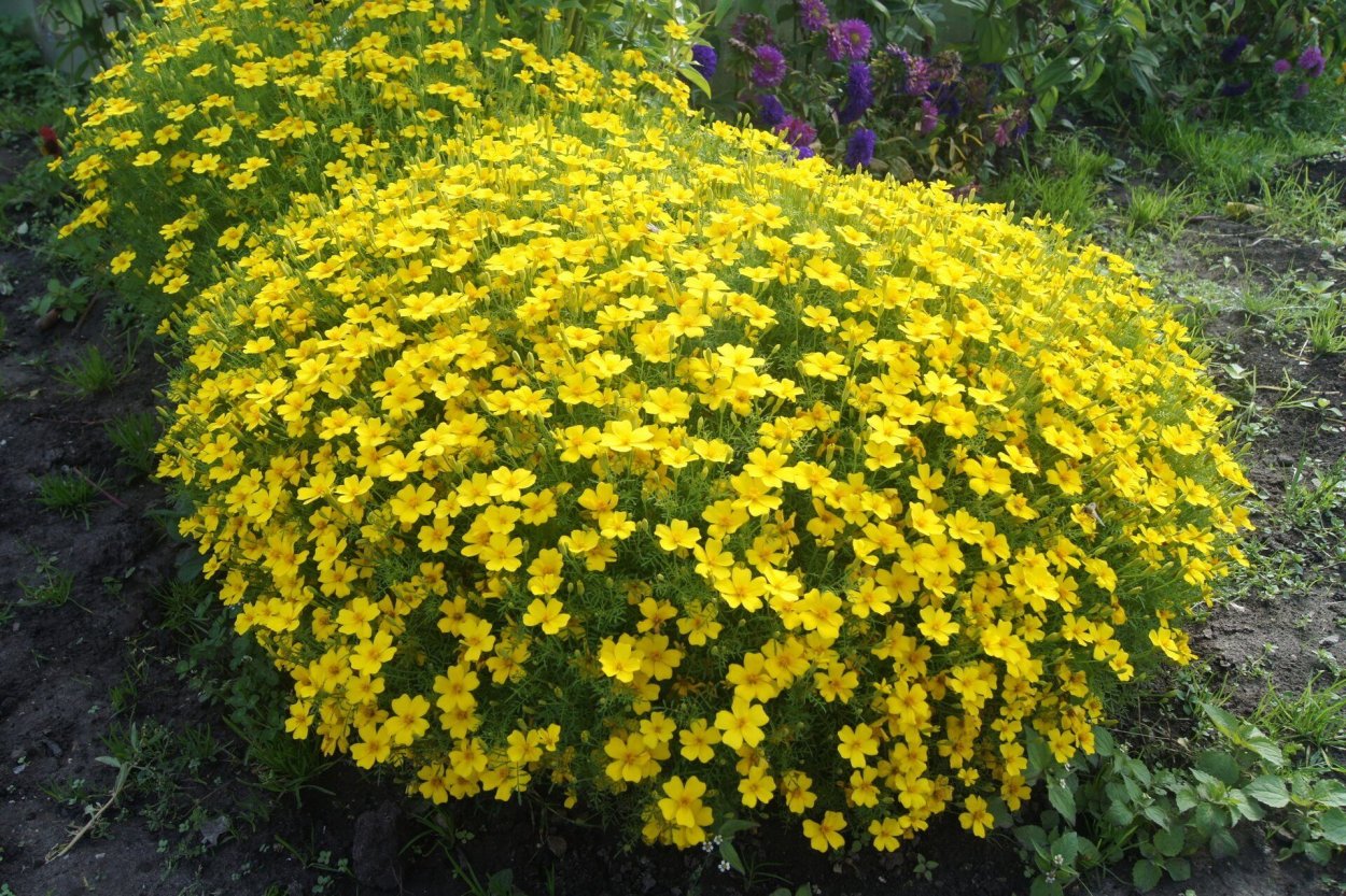 Бархатцы Лулу лимонный