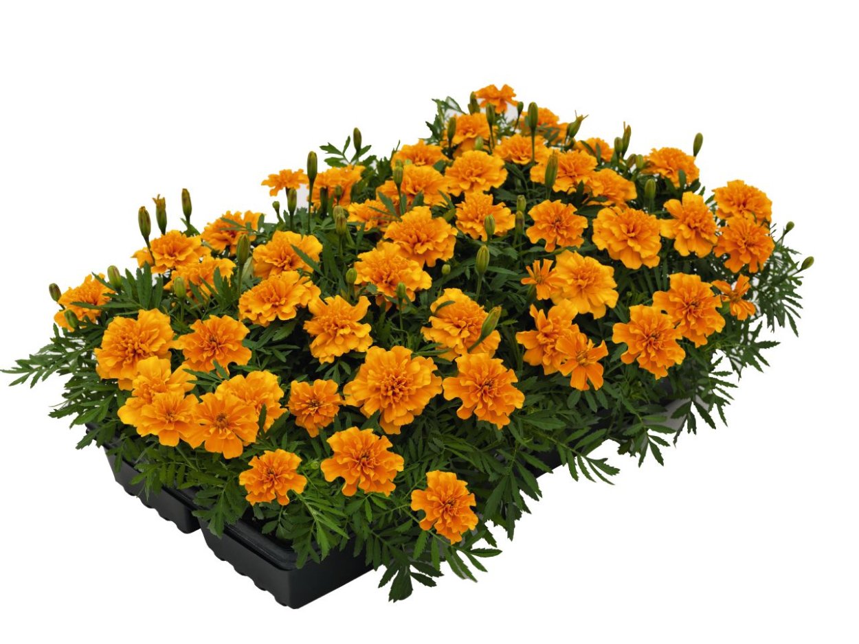 Бархатцы супер Хироу оранж