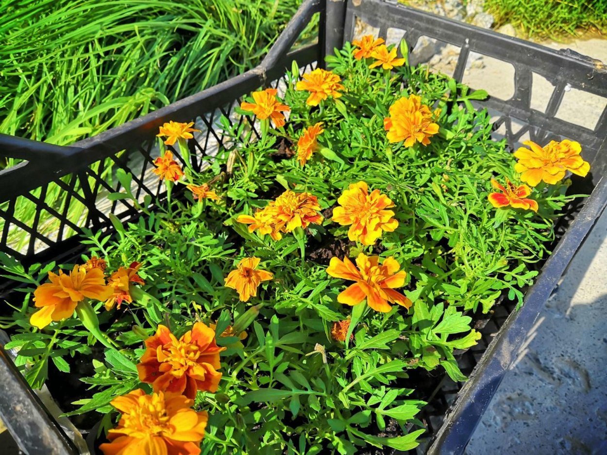 Бархатцы тонколистные Старфайер