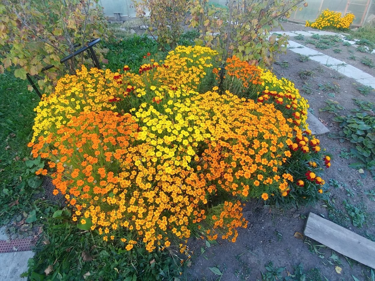 Бархатцы тонколистные Старфайер