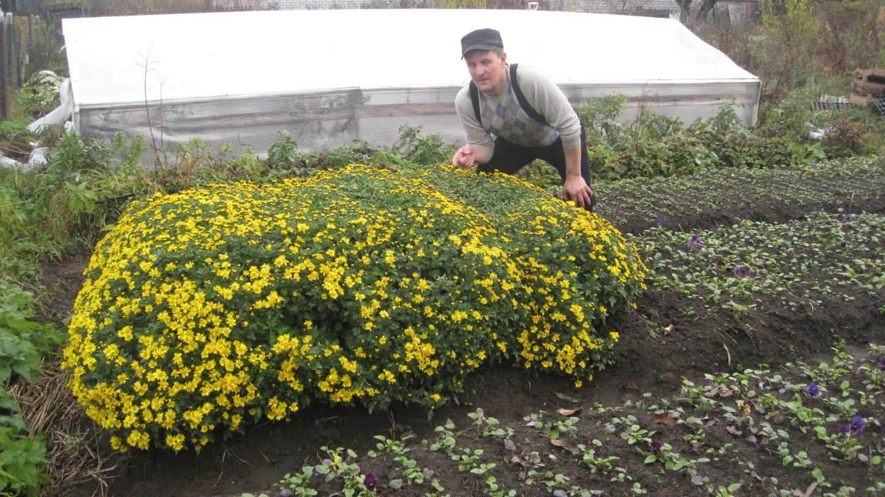 Бархатцы в горшках на огороде