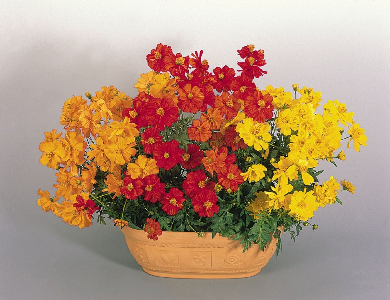 Бархатцы тонколистные паприка