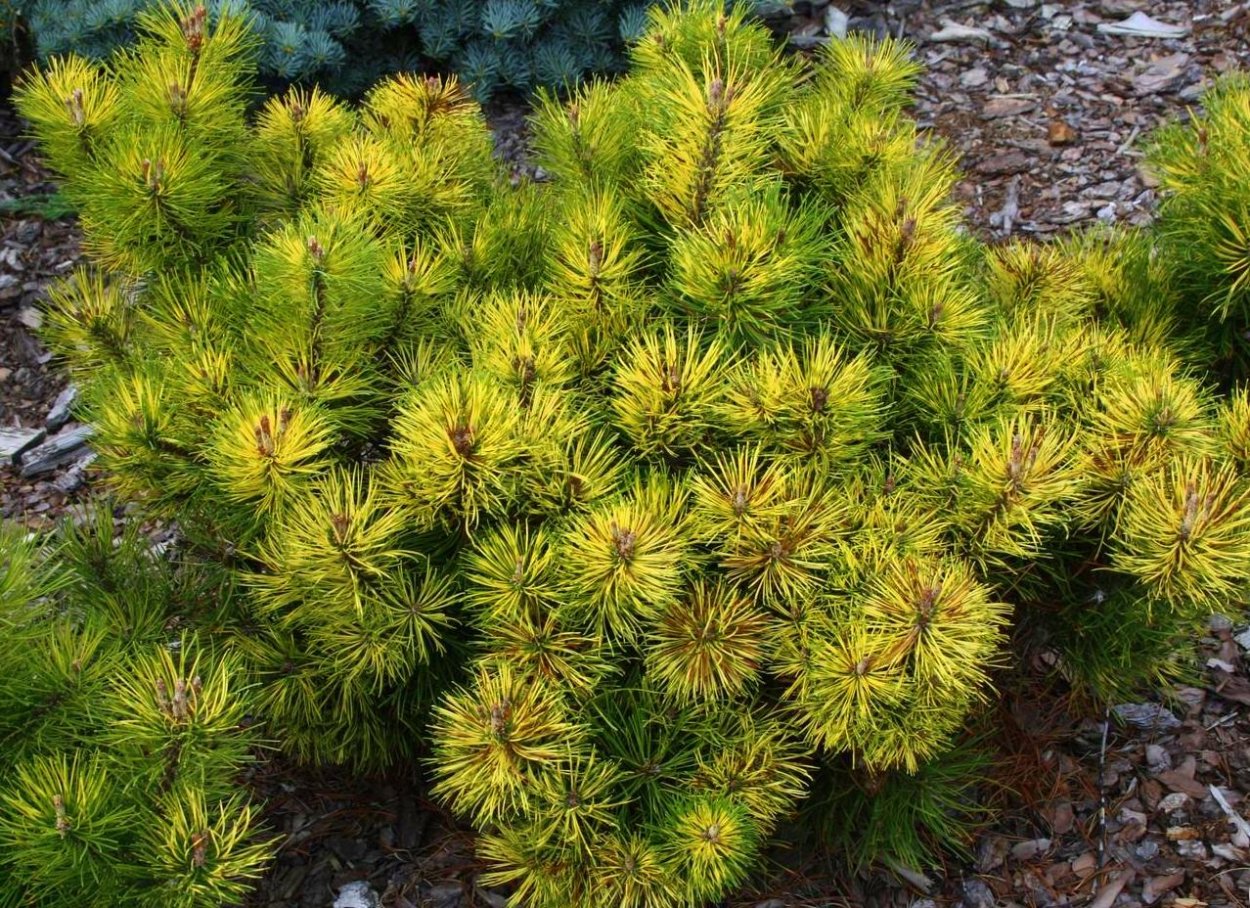 Сосна Горная Муго