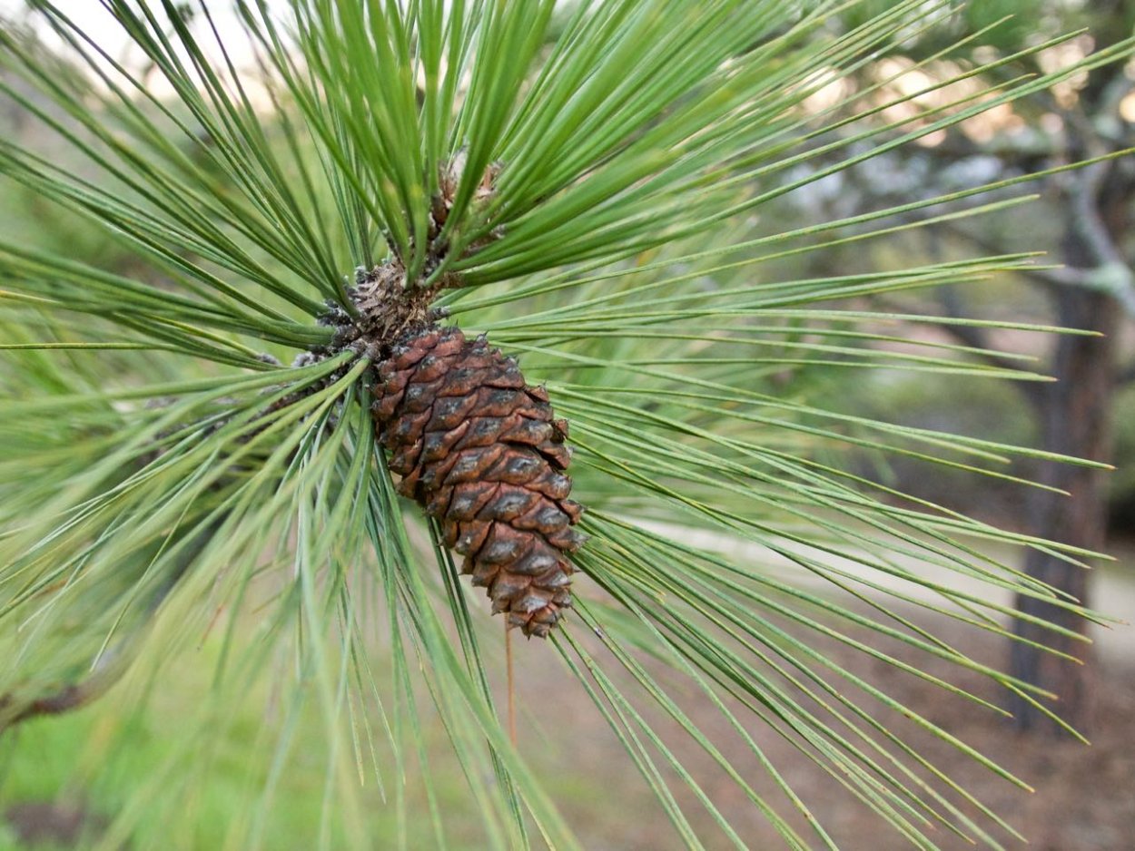 Pinus Ponderosa Pine