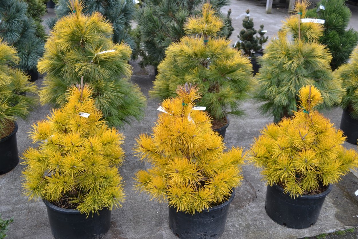 Сосна Веймутова"Ауреа"