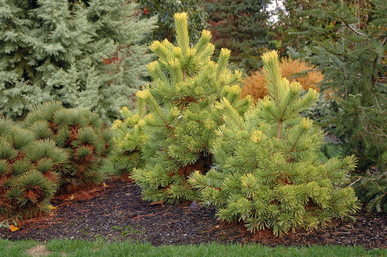 Pinus Ponderosa Tree