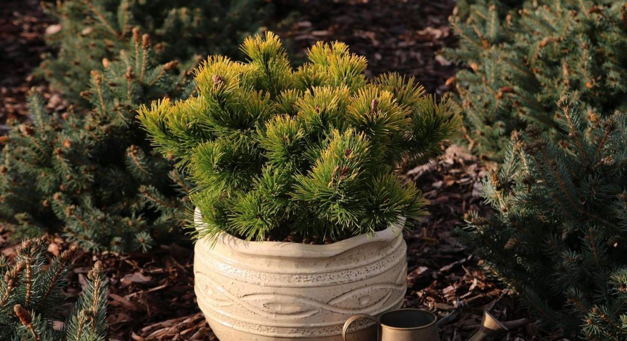 Сосна Живая