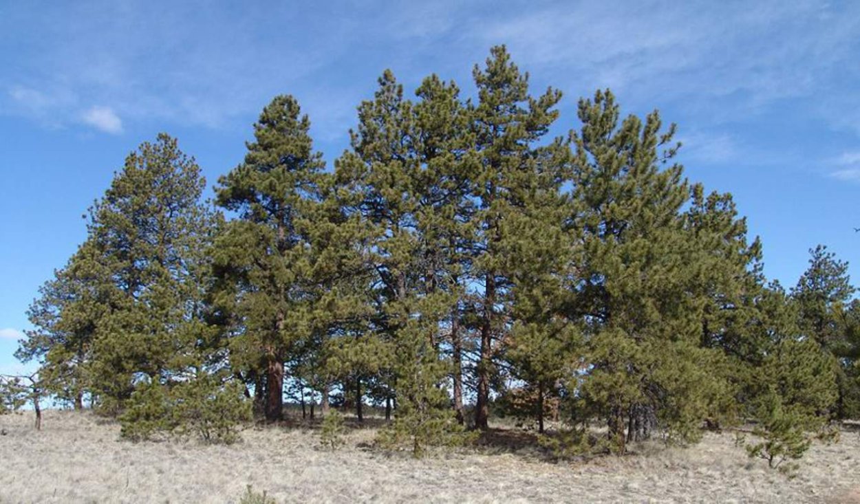 Сосна желтая Скальная Pinus Ponderosa scopulorum