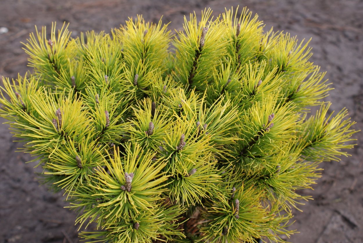 Pinus mugo Офир