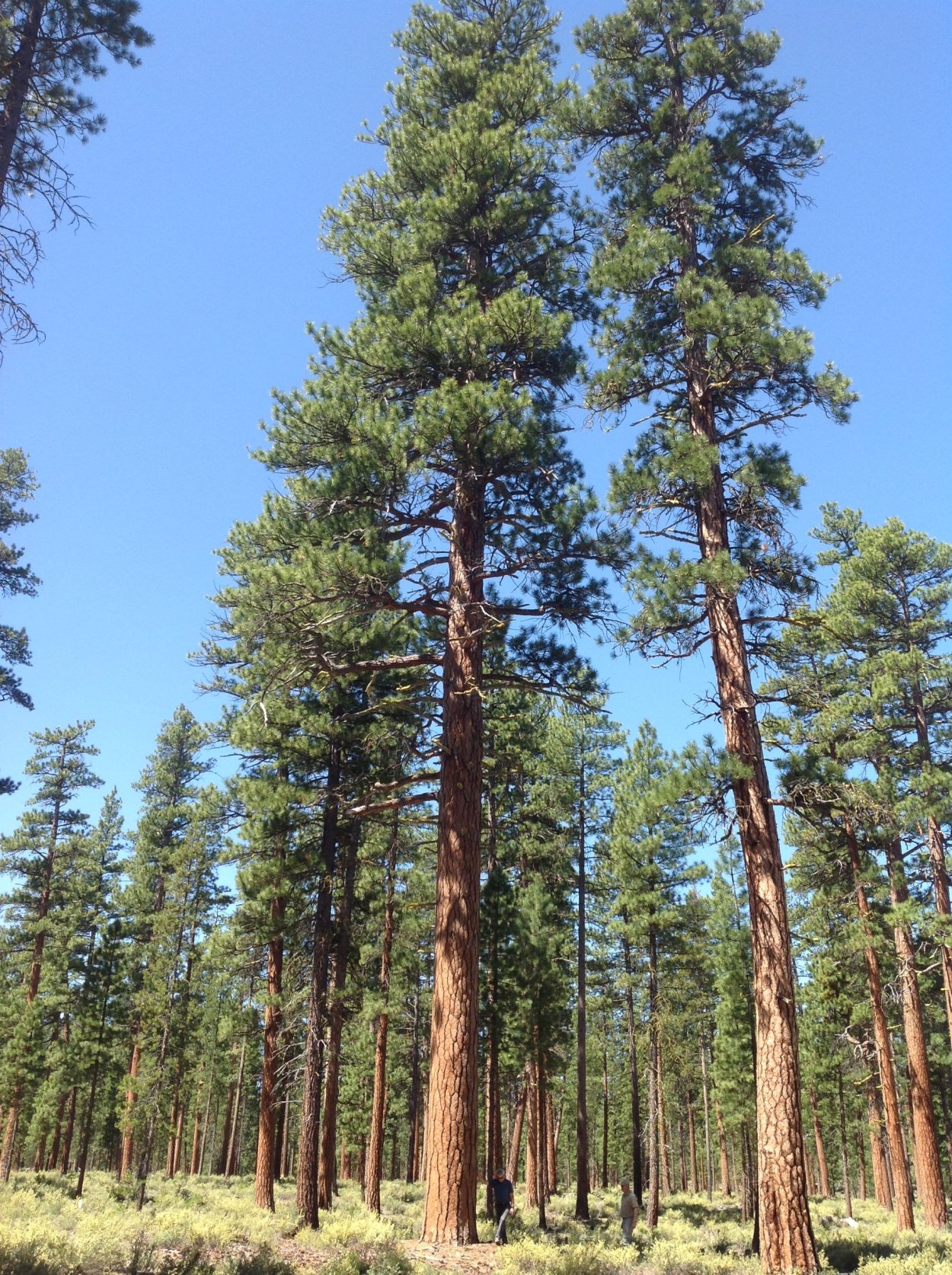 Орегонская сосна Редвуд