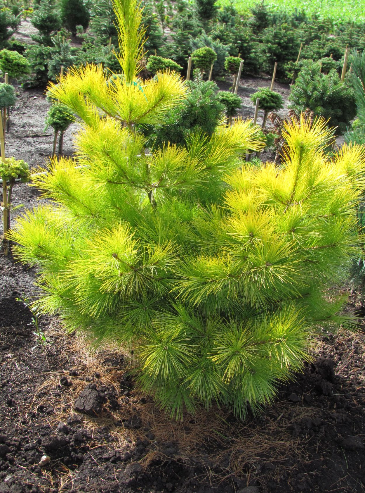 Сосна Веймутова "Луи" (Louie)