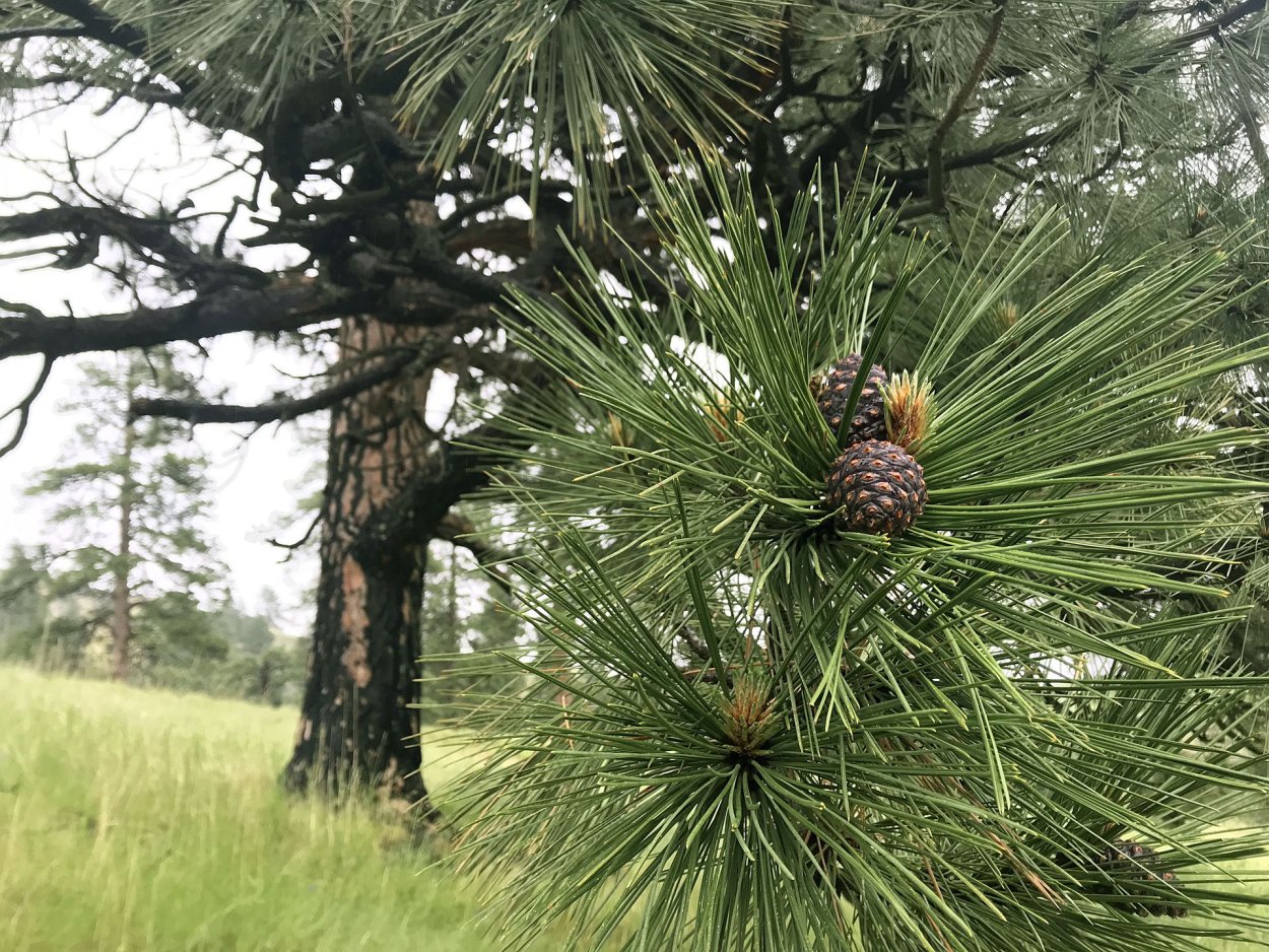 Сосна Pinus Ponderosa
