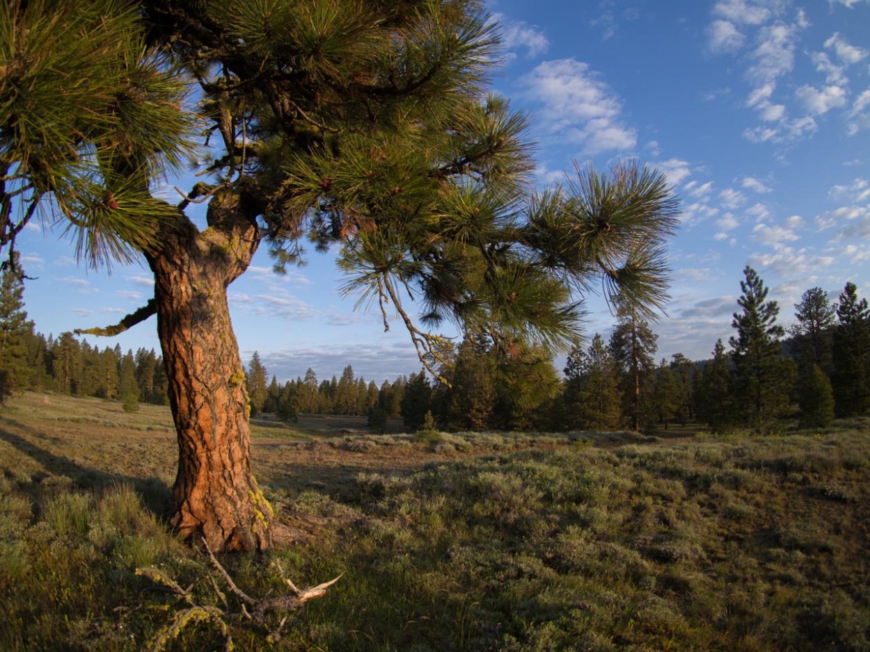 Монтана Ponderosa Pine