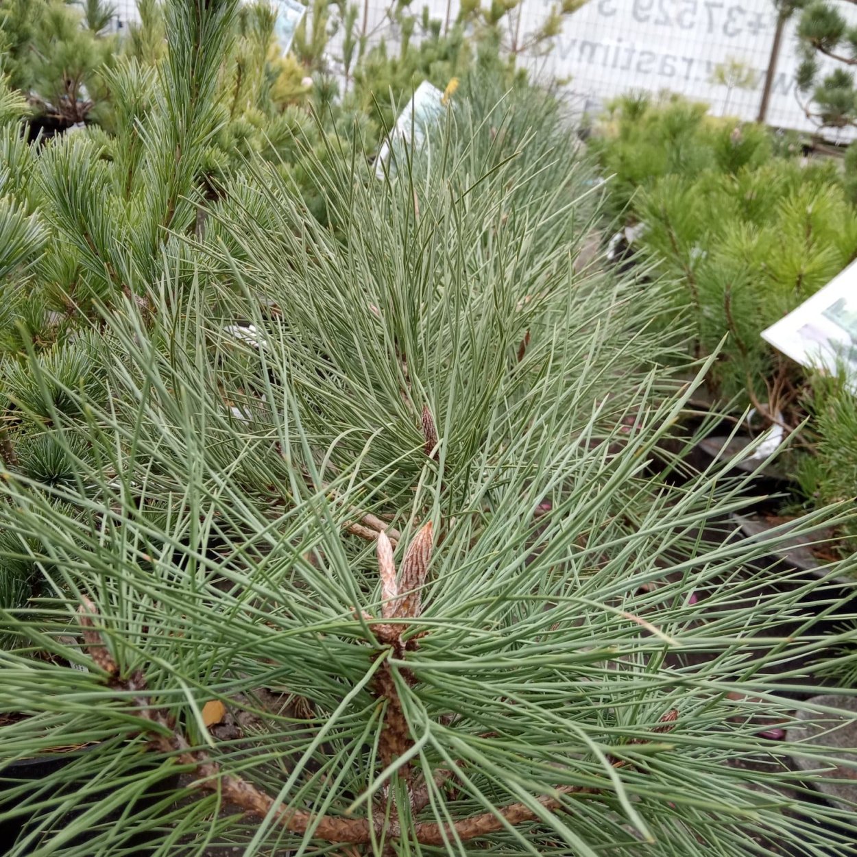 Сосна Орегонская(Ponderosa)