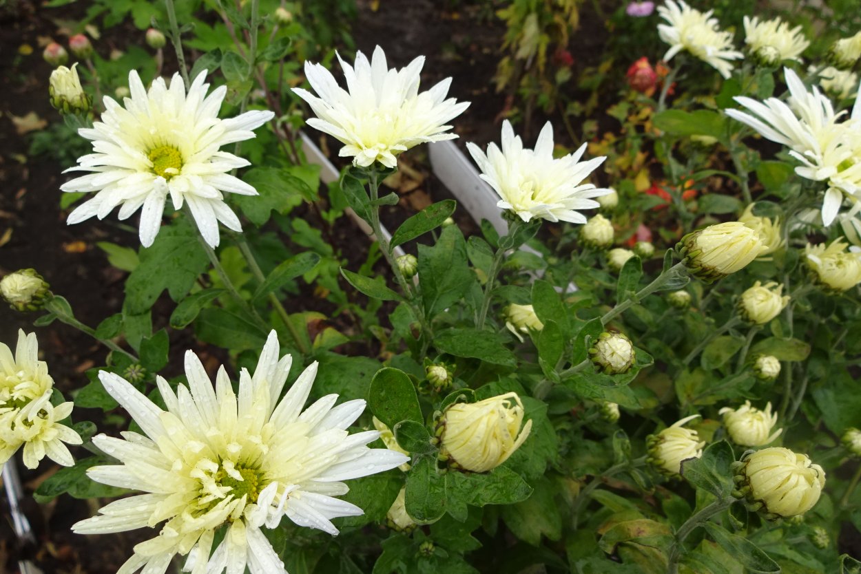 Ивона Хризантема корейская