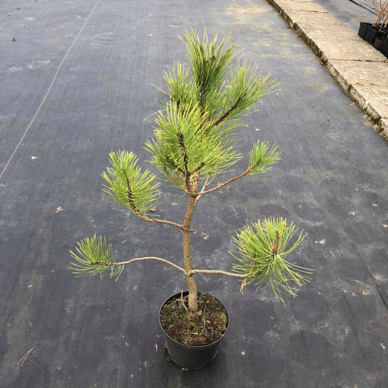 Pinus nigra var. Austriaca