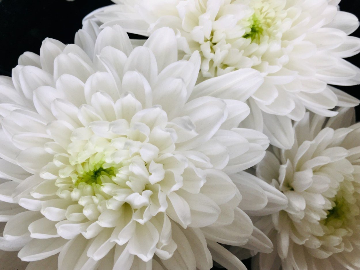 Хризантема Зембла Уайт