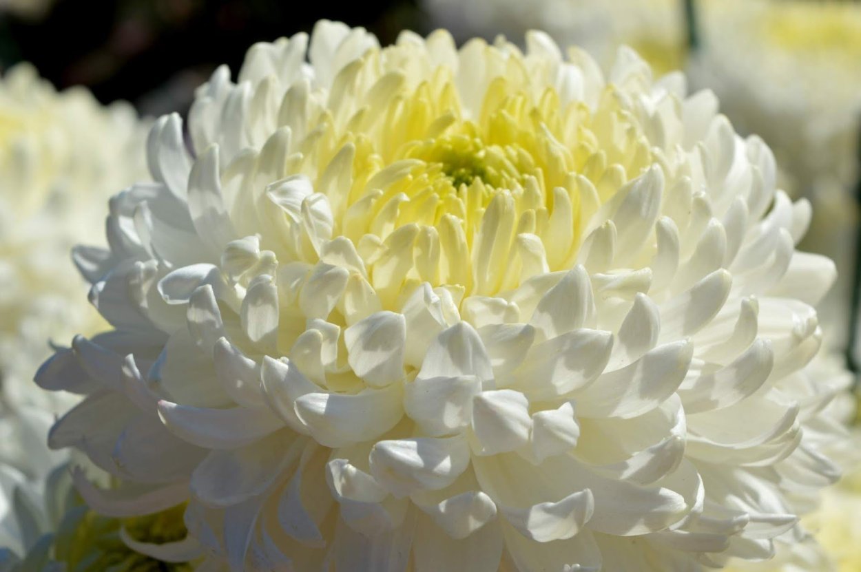 Хризантема Gigi Snow