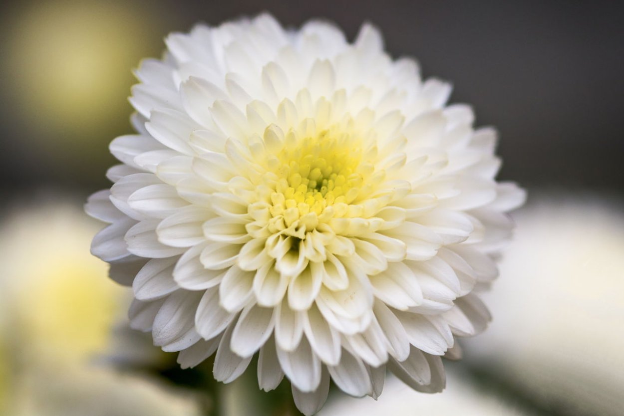 Хризантема мелкоцветковая Кэри