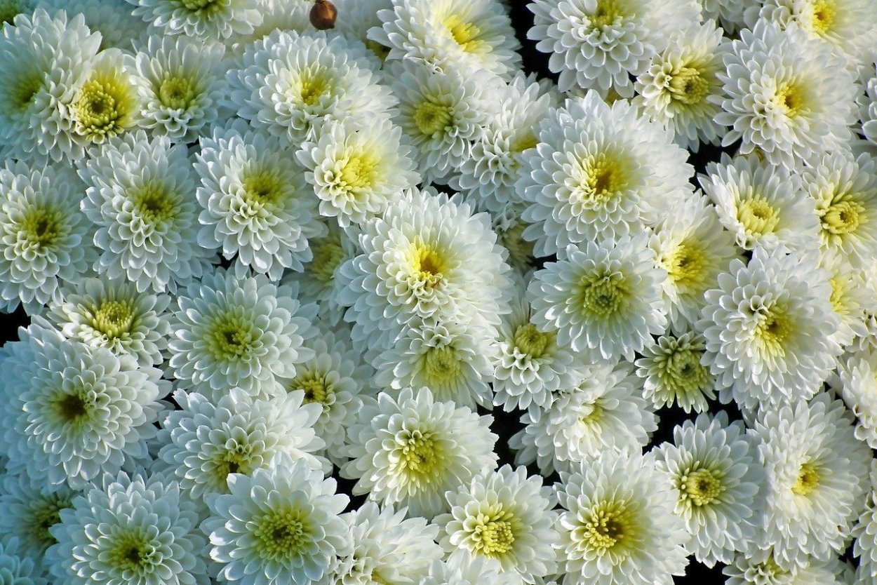 Хризантема Анита