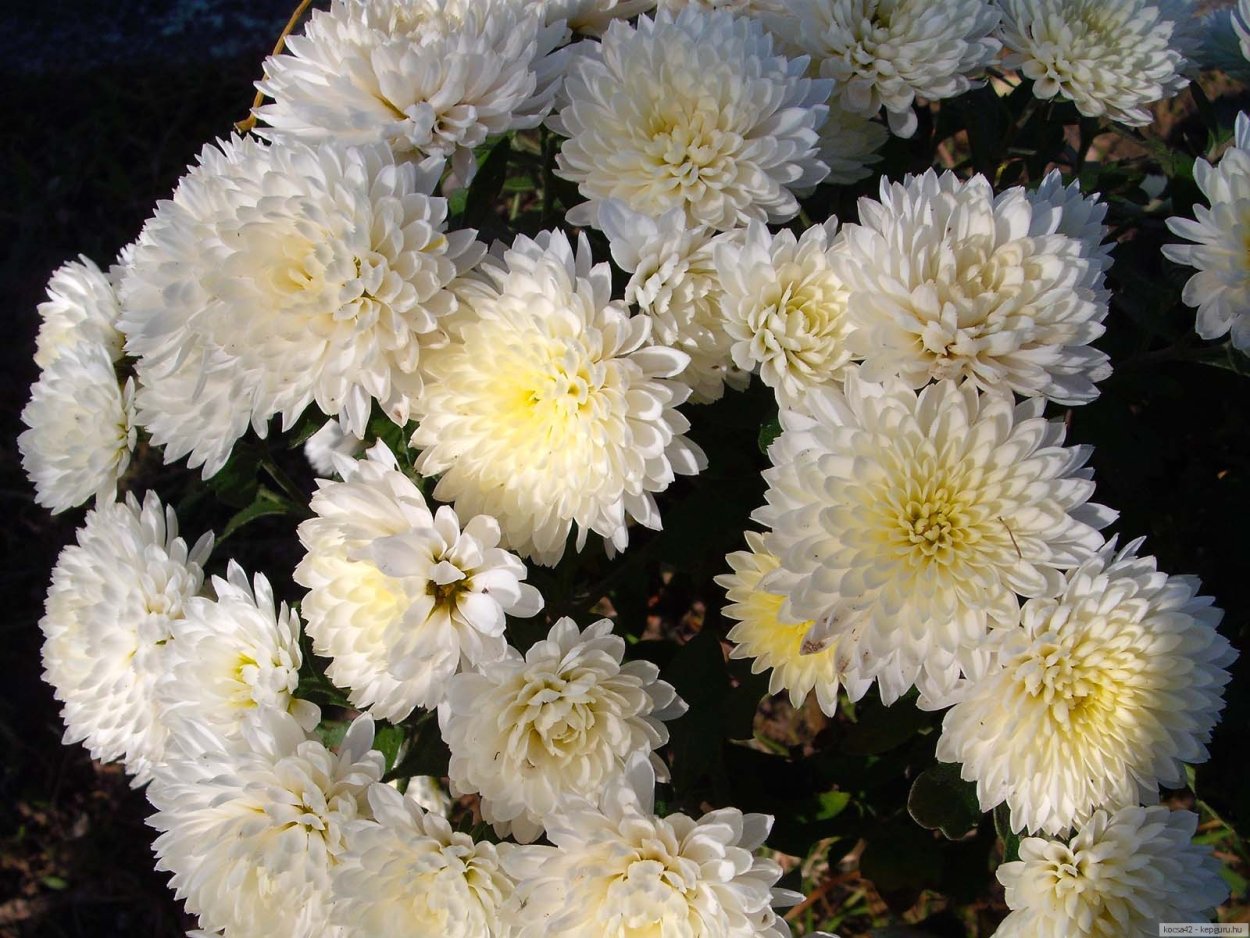 Корейская Хризантема белая лебедь