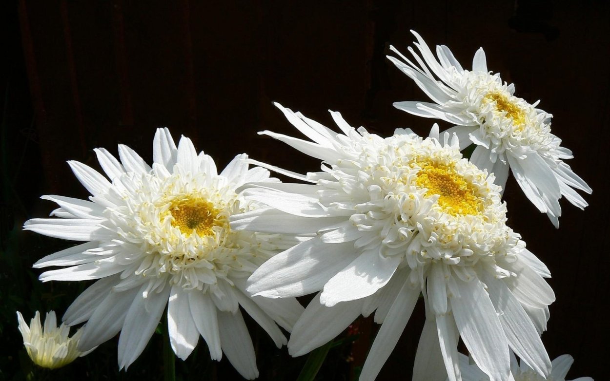 Хризантема Густав