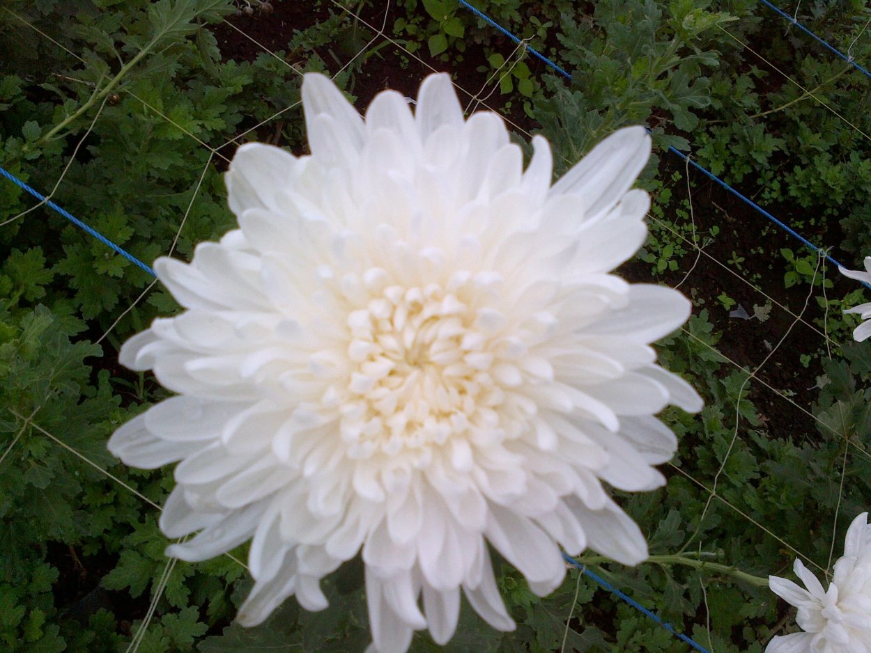 Хризантема Ребонет