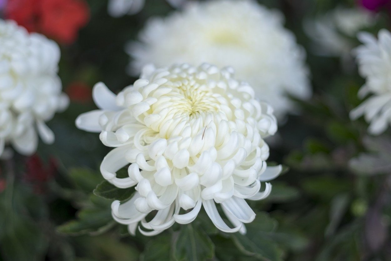 Хризантемы Инстаграм