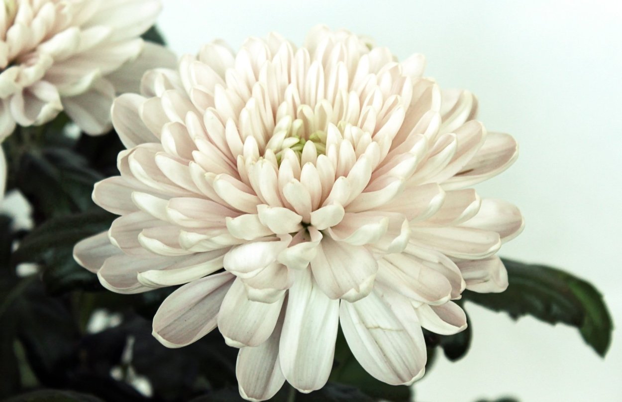 Хризантема Арктик Квин