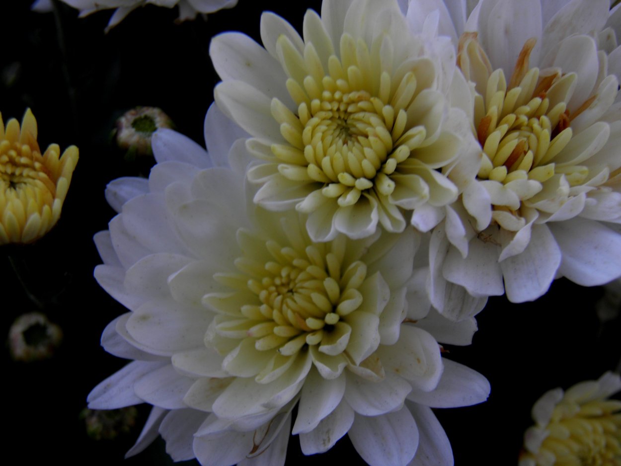 Астра хризантемовидная Голден