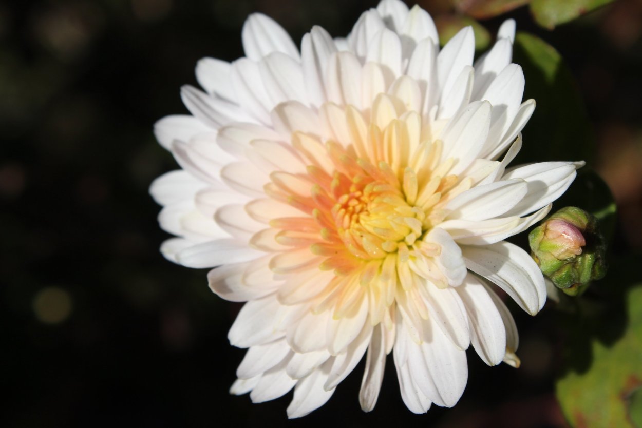 Хризантема Эбби