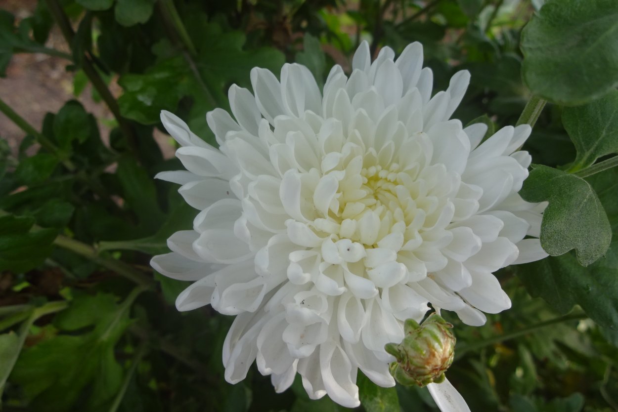 Хризантема корейская Эверест